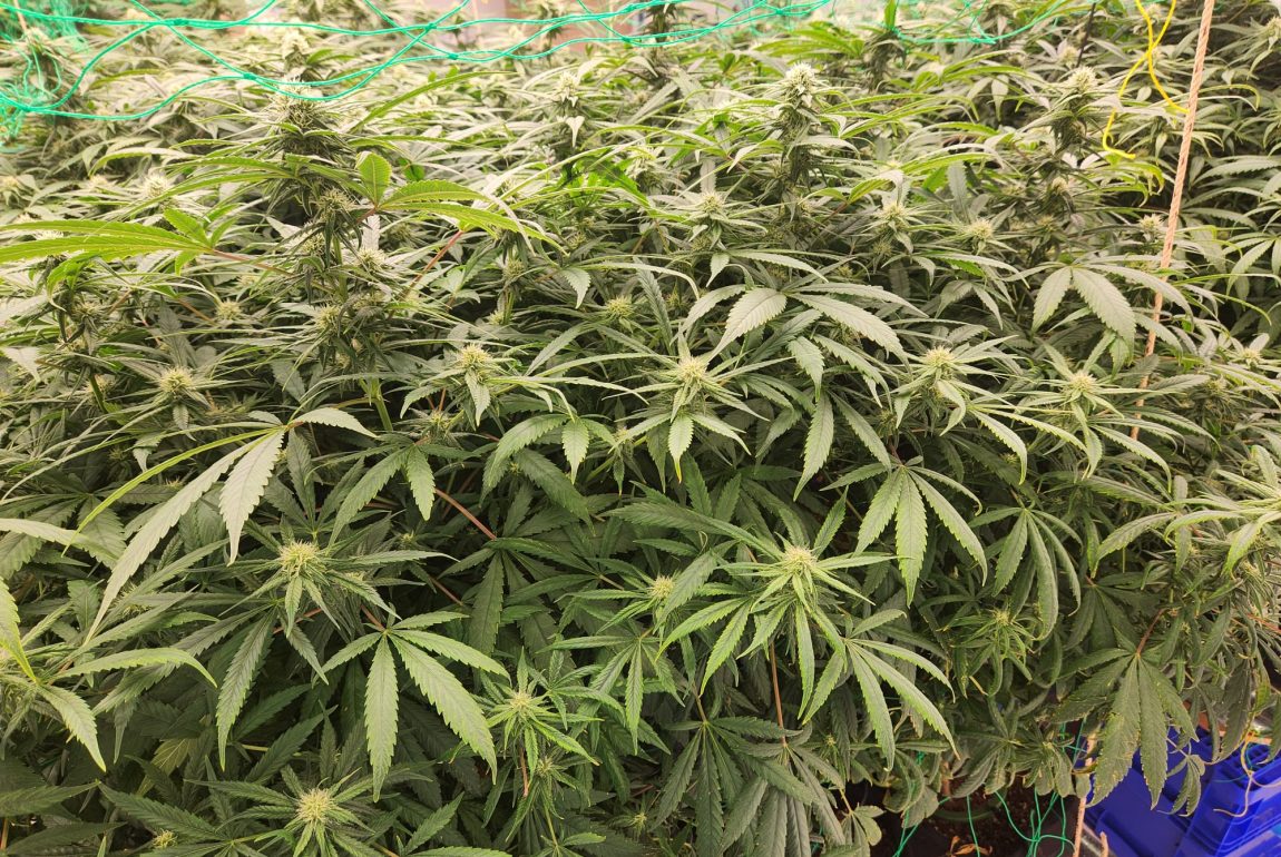 cannabis wholesale supplier in Thailand 2024