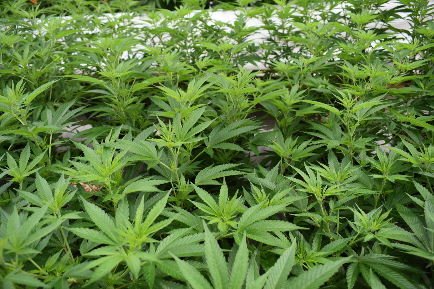 cannabis cultivation in Thailand 2024