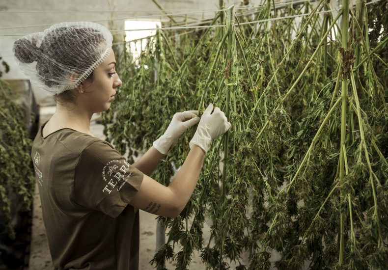 medical marijuana in Thailand 2024