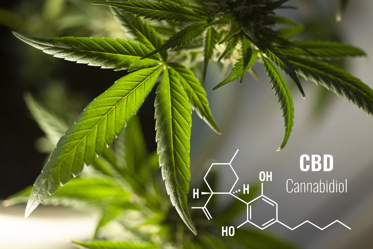 difference between thc and cbd