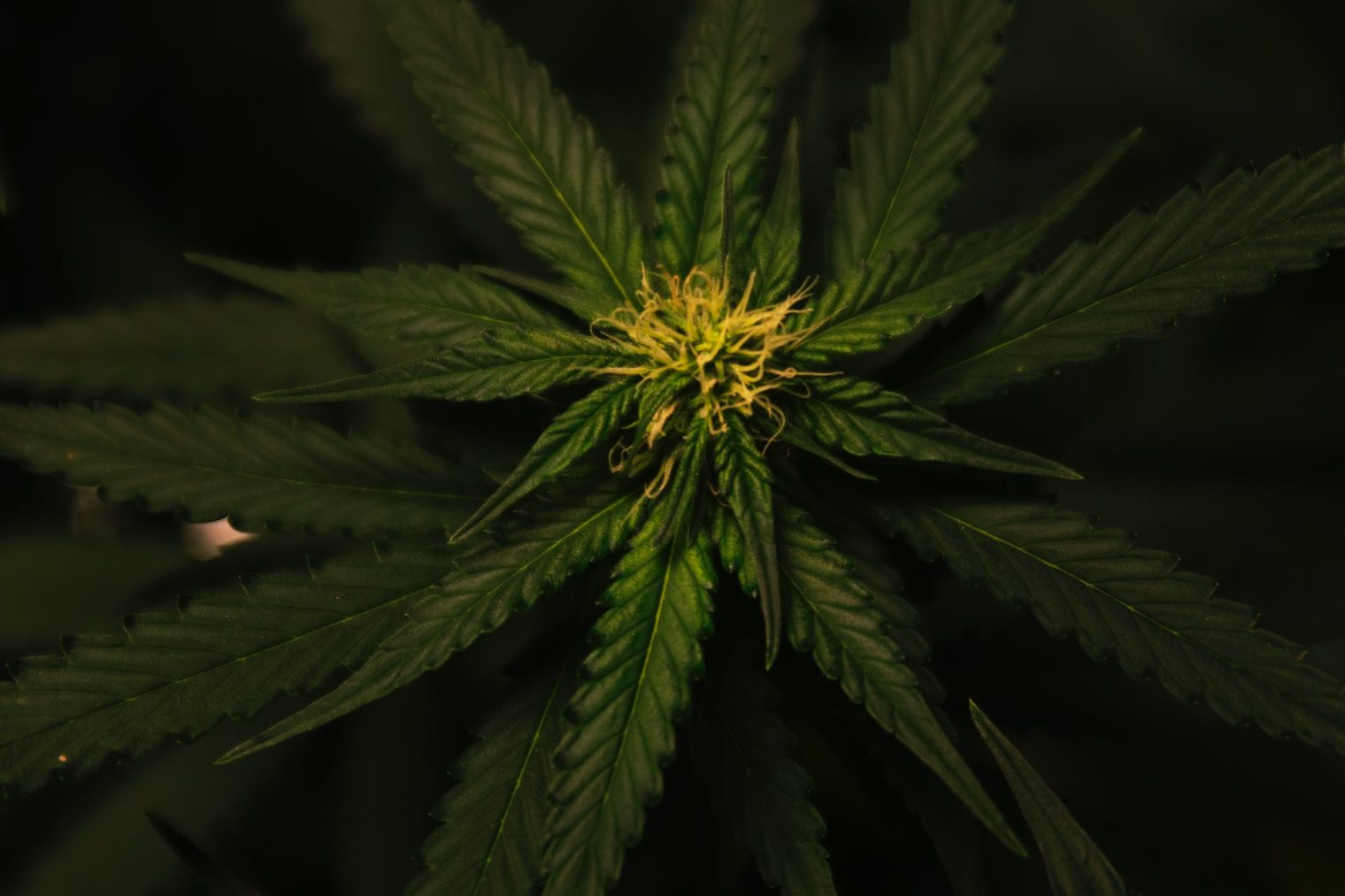 landrace cannabis strains in 2024