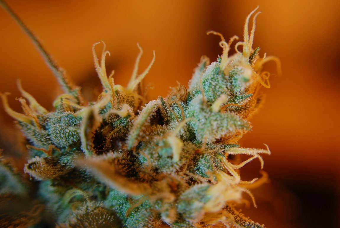 what are cannabis terpenes