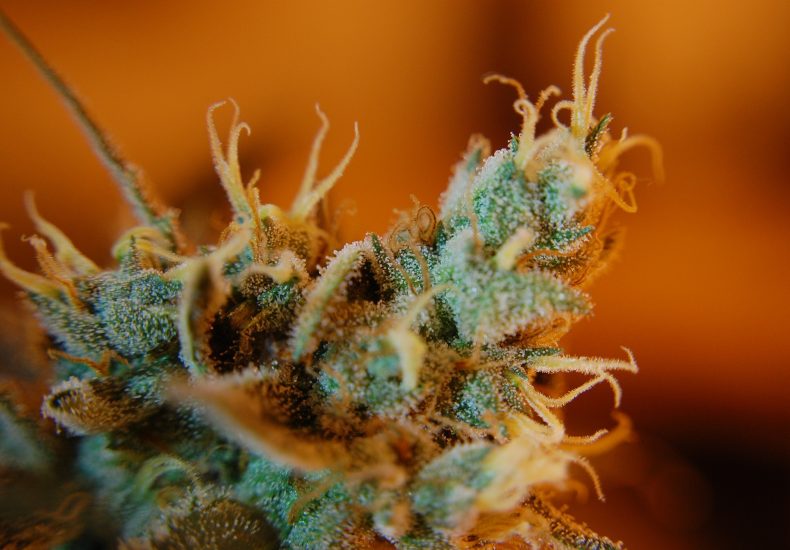 what are cannabis terpenes