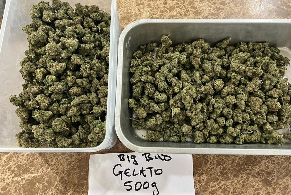 gelato weed strain in thailand 2024