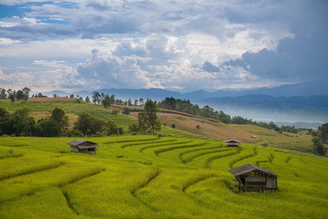 buying bulk weed in Chiang Mai 2024