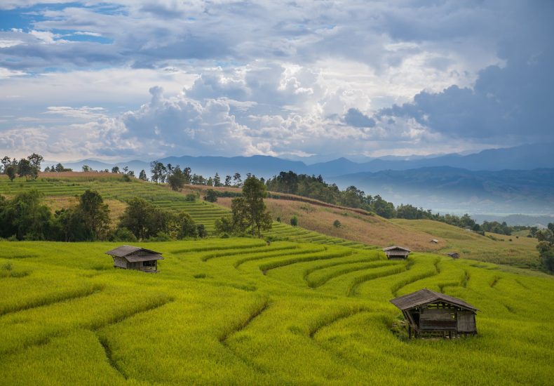 buying bulk weed in Chiang Mai 2024