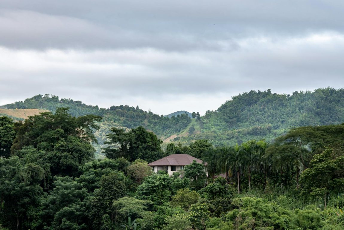 buy cannabis online in Chiang Mai in 2024