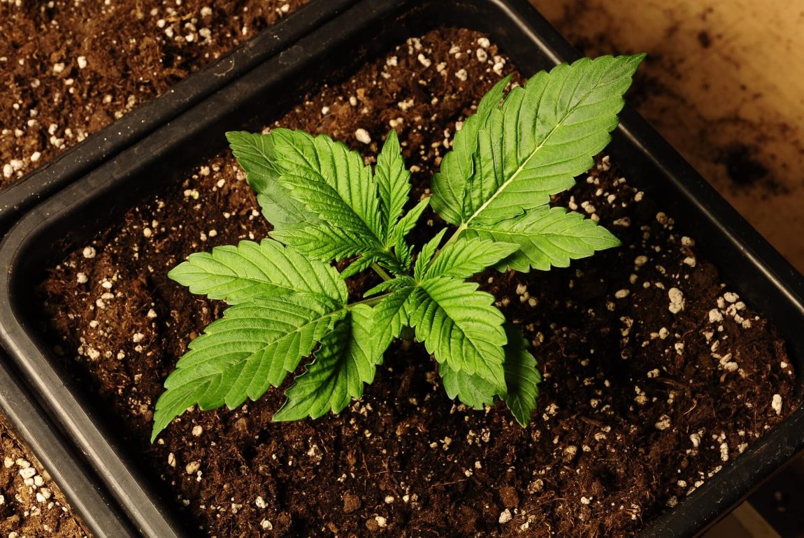 The Best Organic Weed Growing Methods in 2024