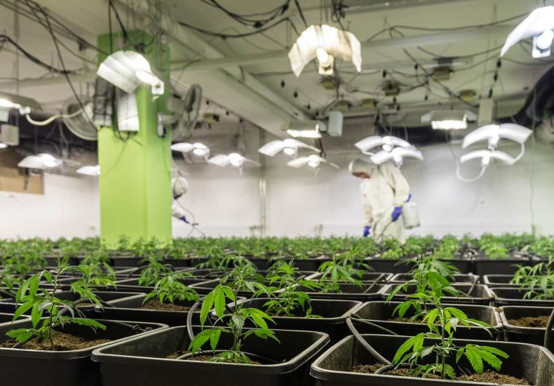 Sustainable Cannabis Farming