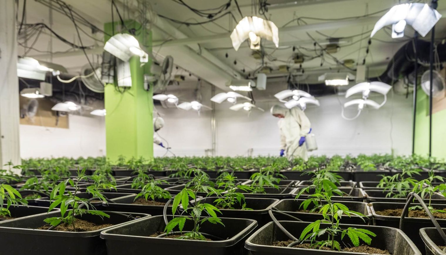 Sustainable Cannabis Farming