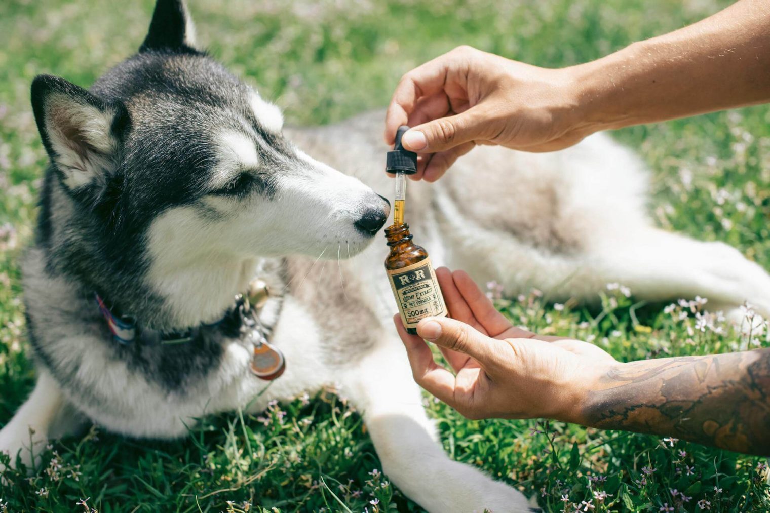 Weed and Pet Care