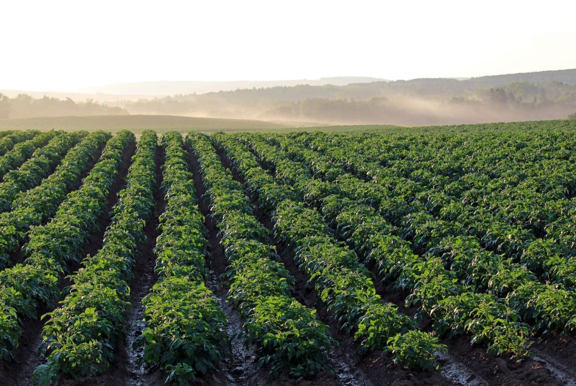 Optimizing Weed Management Through Cannabis and Crop Rotation