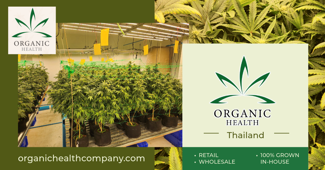 Buying Wholesale Weed in Pattaya from Organic Health Company